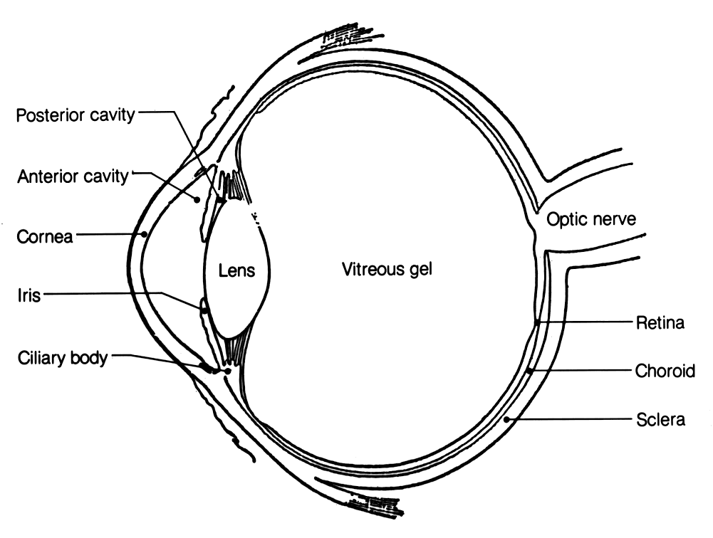 eye structure download eye structure download
